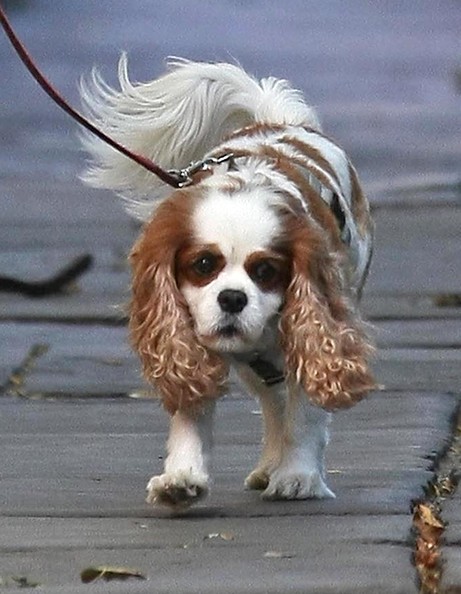 Знаменитости в уик-энд (фото папарацци) Знаменитости в уик-энд (фото папарацци)