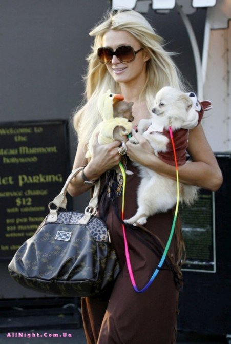 Пэрис Хилтон с собачками