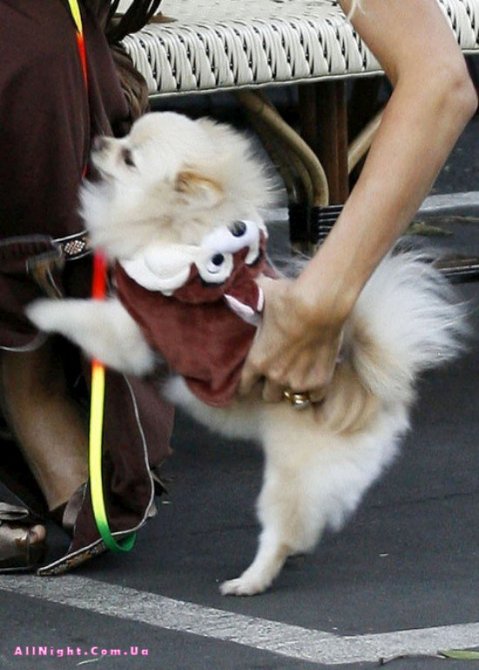 Пэрис Хилтон с собачками