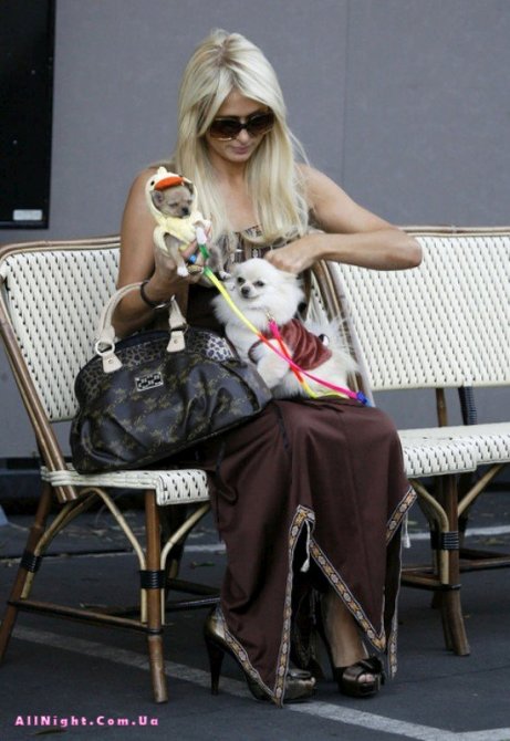Пэрис Хилтон с собачками