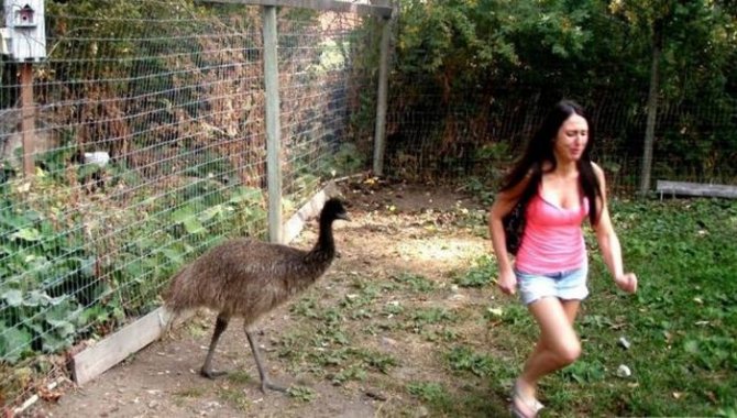 Не все девушки умеют находить общий язык с животными