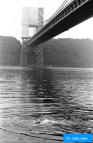 Фотограф борется за права женщин Нью-Йорка ходить топлесс НЮ Фотограф борется за права женщин Нью-Йорка ходить топлесс НЮ