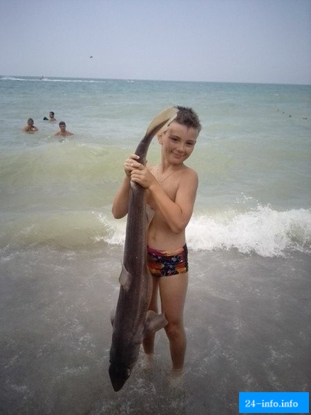 Крымские курортники довели до смерти беременную акулу (3 фото) Крымские курортники довели до смерти беременную акулу (3 фото)