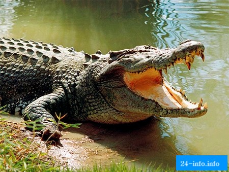 Самые сумасшедшие средства контрацепции (11 фото) Самые сумасшедшие средства контрацепции (11 фото)