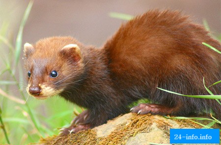 Самые сумасшедшие средства контрацепции (11 фото) Самые сумасшедшие средства контрацепции (11 фото)