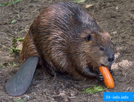 Самые сумасшедшие средства контрацепции (11 фото) Самые сумасшедшие средства контрацепции (11 фото)