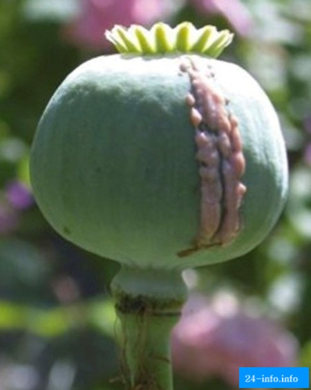 Самые сумасшедшие средства контрацепции (11 фото) Самые сумасшедшие средства контрацепции (11 фото)