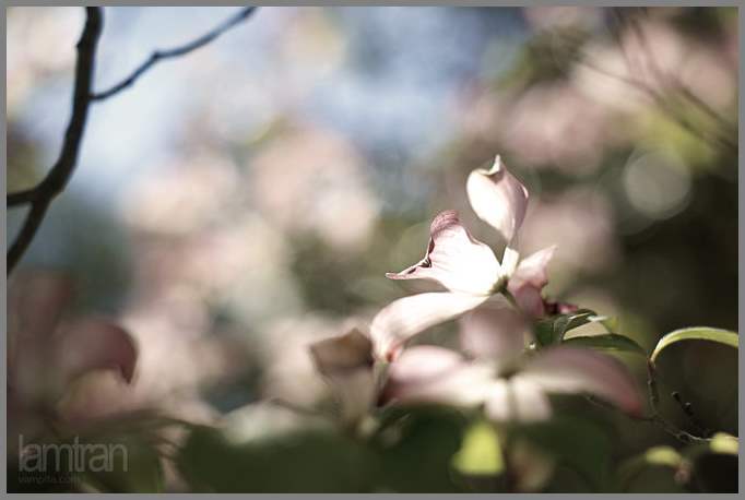 Фотограф Lam Tran