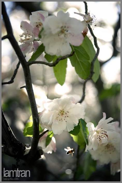 Фотограф Lam Tran