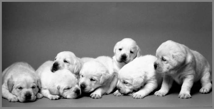 Фотограф под ником houghton