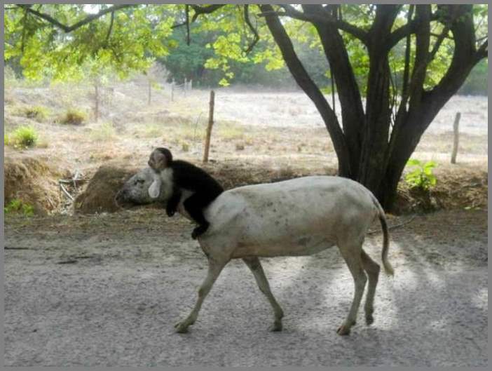 Прикольные картинки. Выпуск 1374