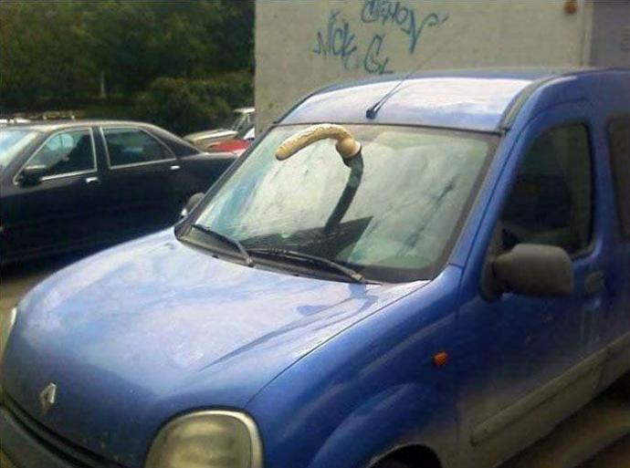 Эроприколы голых жоп