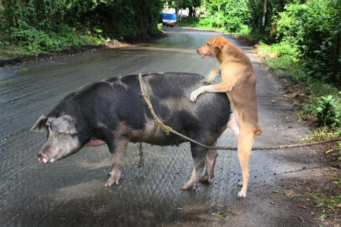 Расческа в женской манде - Эроприколы