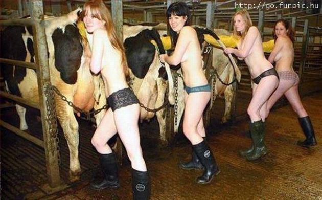 Телки осеменители коров - Эроприколы