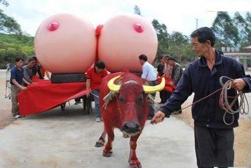 Супер толстая в бикини - Эроприколы