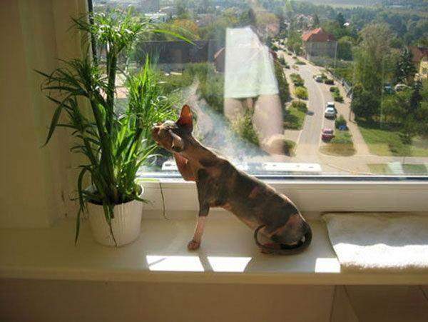 Планета сисек - Эроприколы