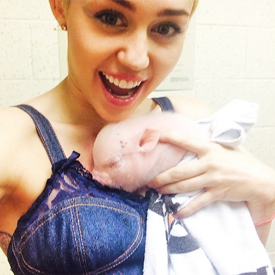 Майли Сайрус завела себе поросенка!