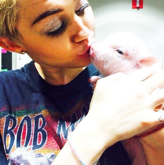 Майли Сайрус завела себе поросенка!