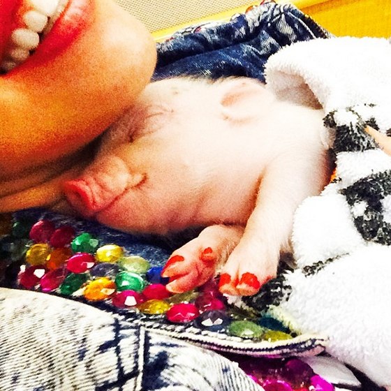 Майли Сайрус завела себе поросенка!