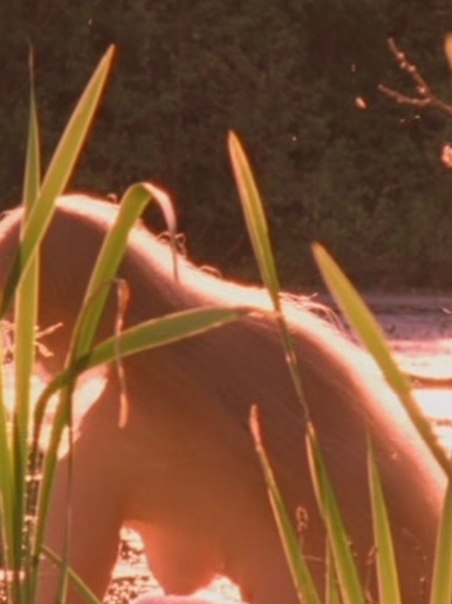 Светлана Ходченкова Голая - Svetlana Khodchenkova