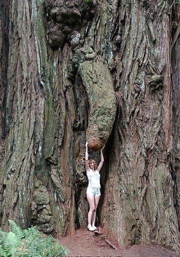 Эроприколы - Сардельки в виде мужского члена
