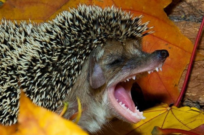 Странные предметы для самоудовлетворения