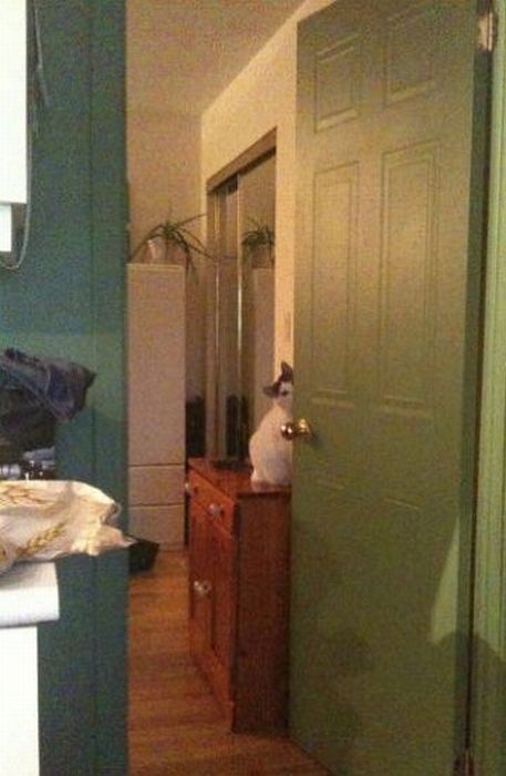 Котейки следят за нами всегда