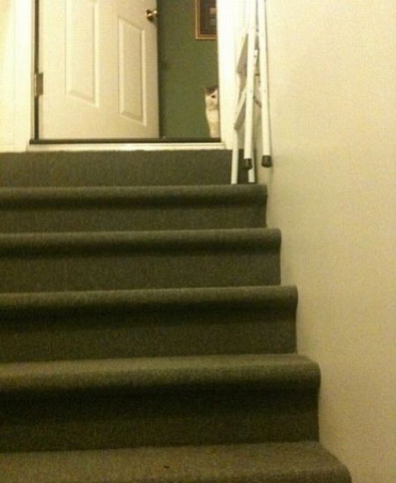 Котейки следят за нами всегда