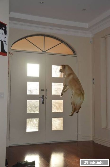 Необычные снимки в нужный момент (61 фото)