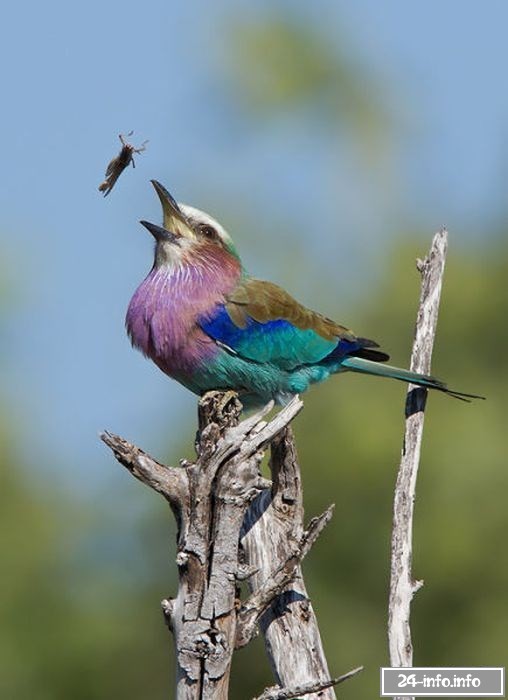 Необычные снимки в нужный момент (61 фото)