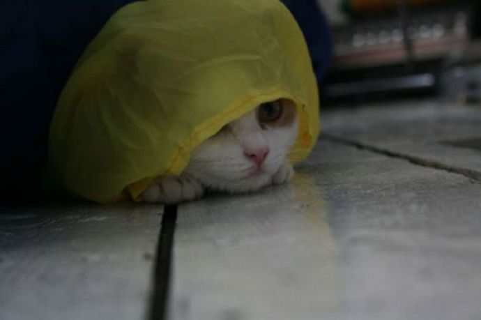 Котейки следят за нами всегда