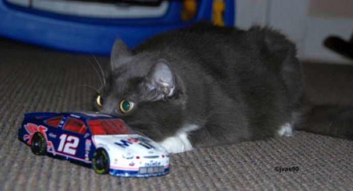 Котейки следят за нами всегда