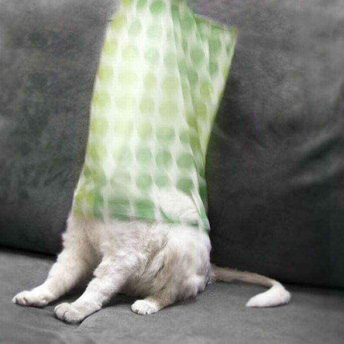 Котейки следят за нами всегда