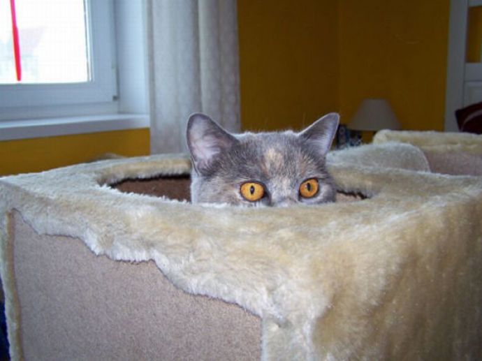 Котейки следят за нами всегда