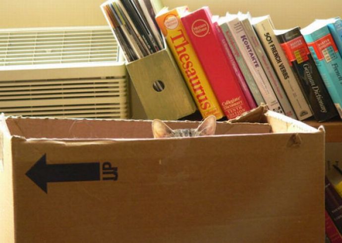 Котейки следят за нами всегда