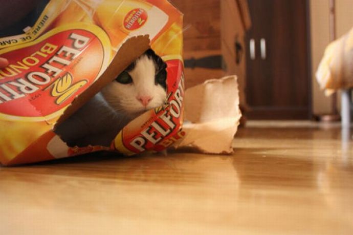 Котейки следят за нами всегда