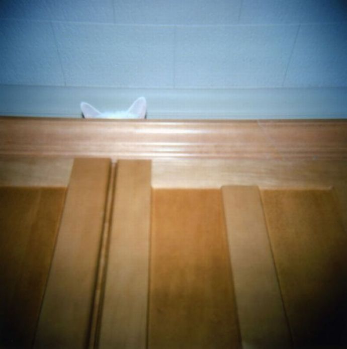 Котейки следят за нами всегда