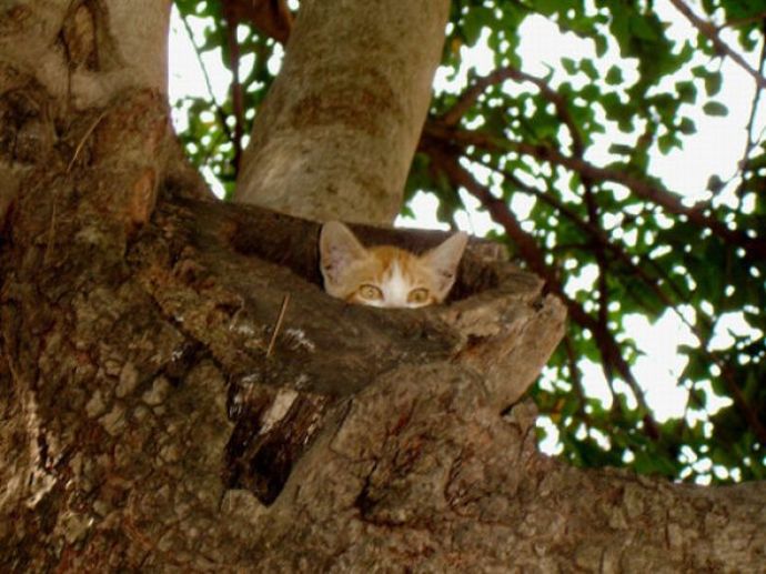 Котейки следят за нами всегда