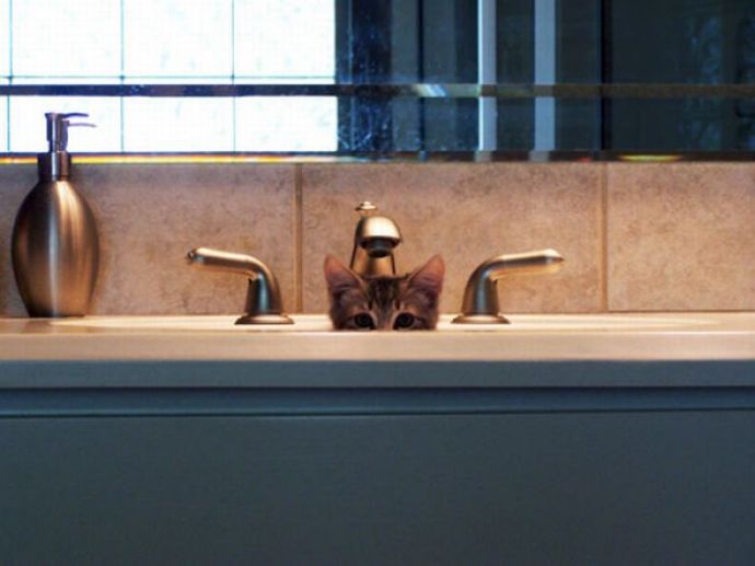 Котейки следят за нами всегда