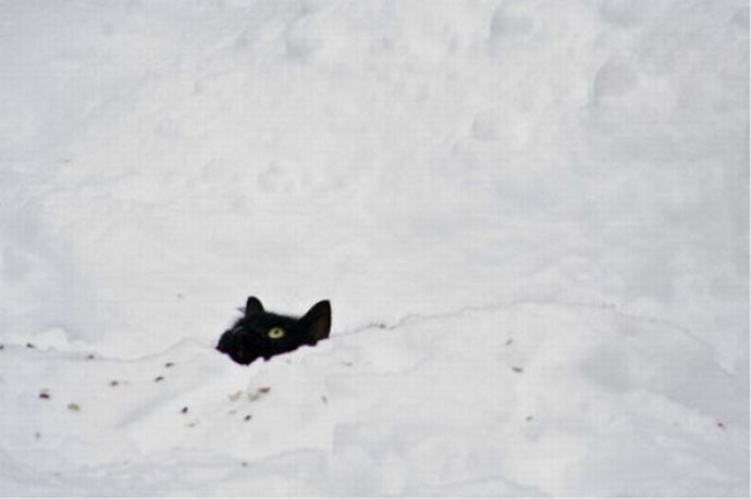 Котейки следят за нами всегда