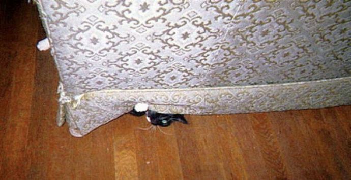 Котейки следят за нами всегда