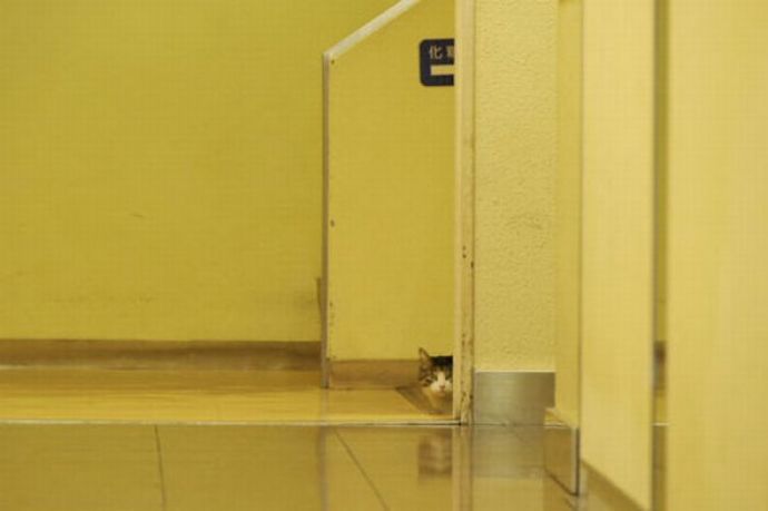 Котейки следят за нами всегда