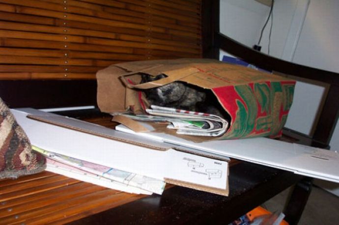 Котейки следят за нами всегда