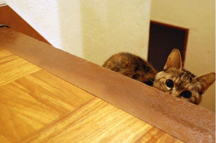 Котейки следят за нами всегда