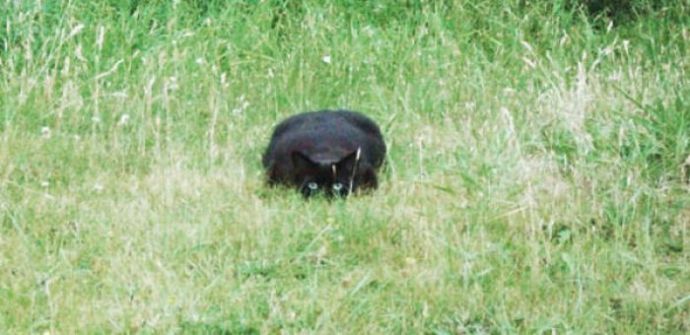Котейки следят за нами всегда