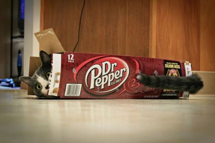 Котейки следят за нами всегда