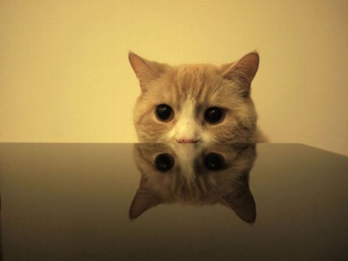 Котейки следят за нами всегда