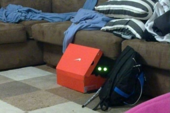 Котейки следят за нами всегда