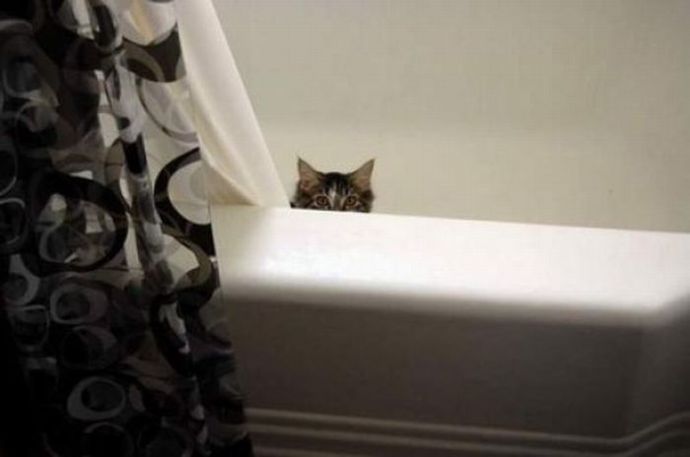 Котейки следят за нами всегда