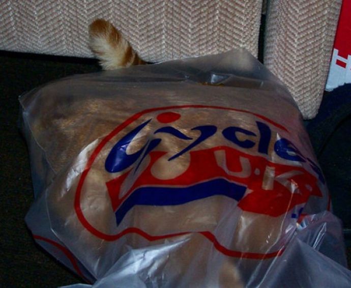 Котейки следят за нами всегда